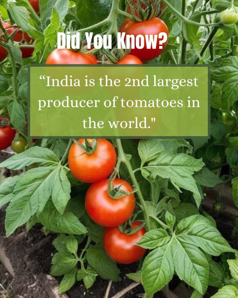 India is the 2nd largest producer of tomatoes in the world