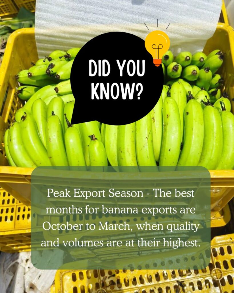 largest exporter of bananas