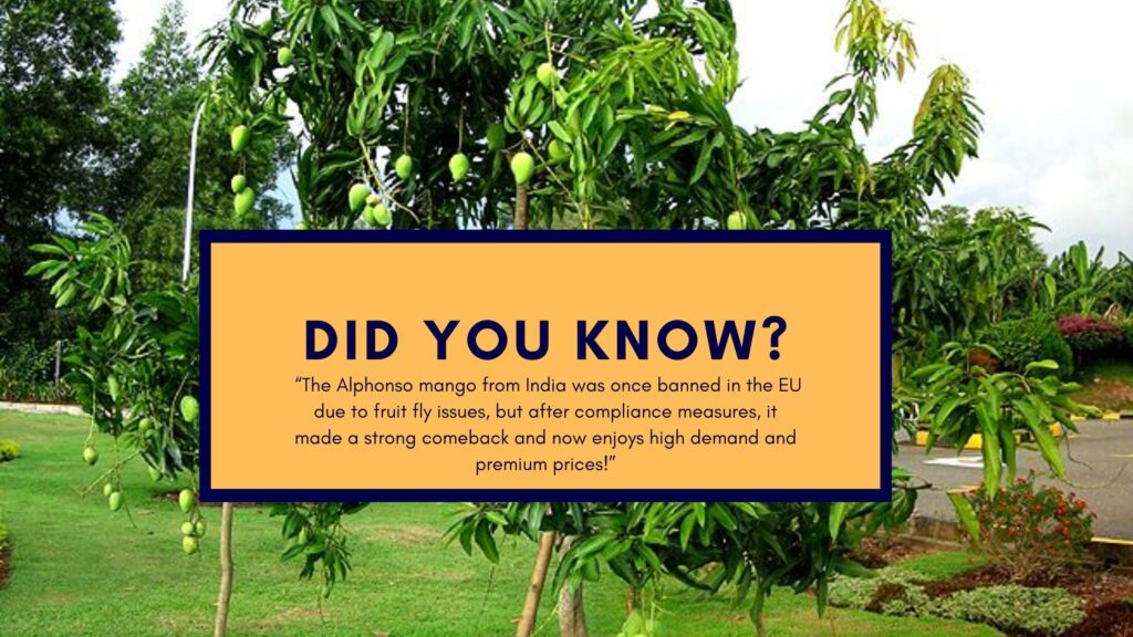 biggest exporter of mango