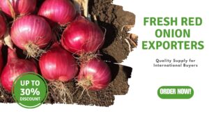 fresh red onion exporters