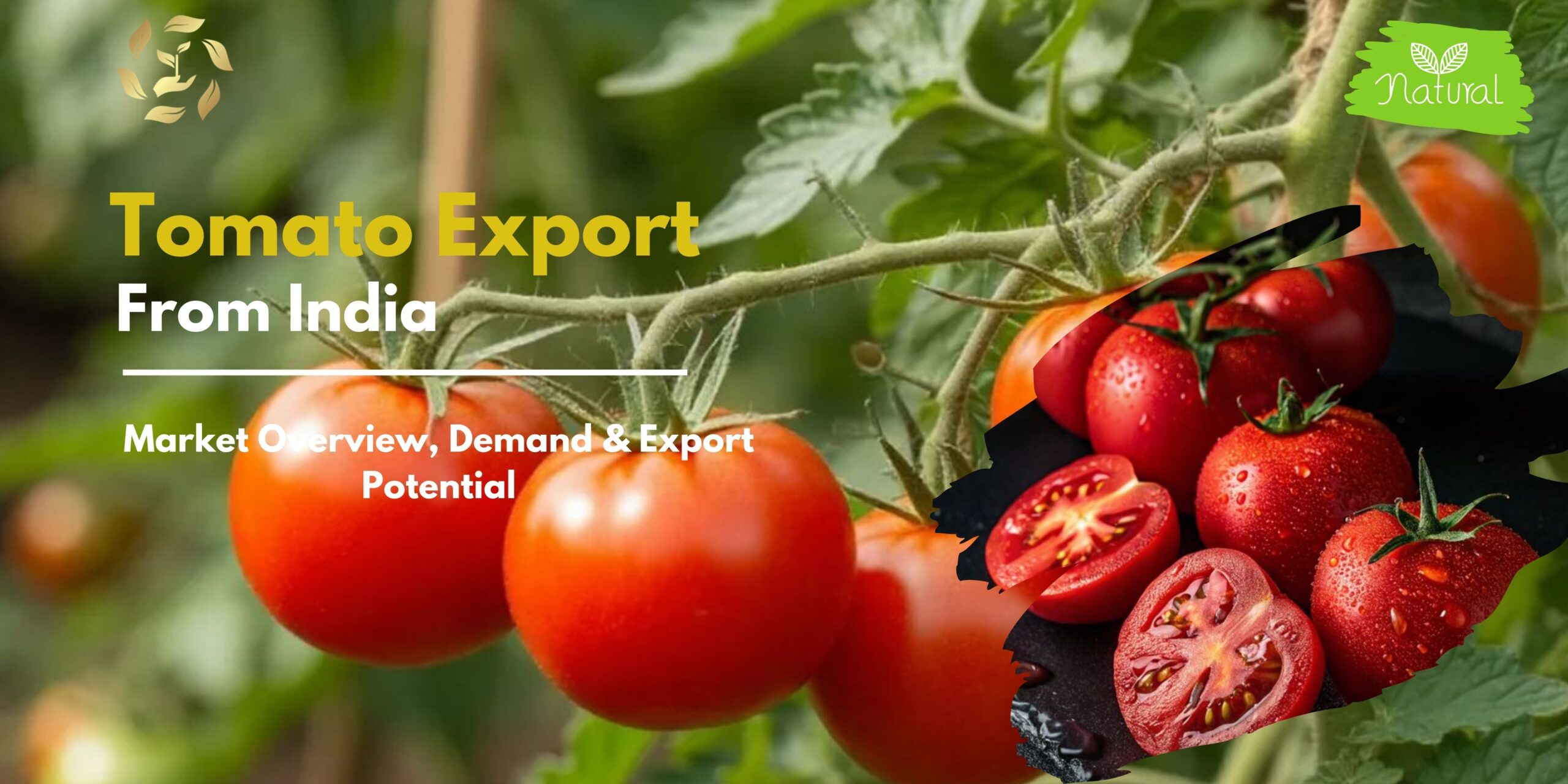 tomato export from india