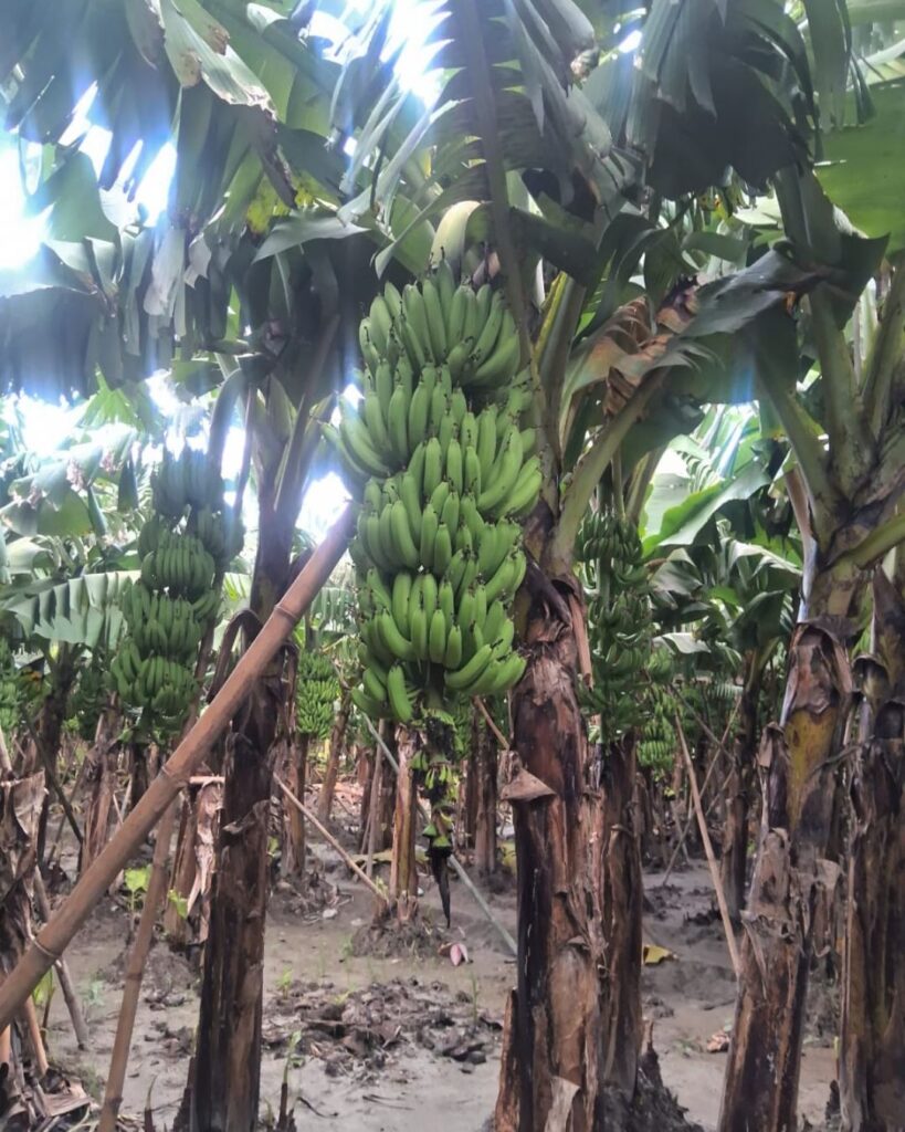 how to export banana