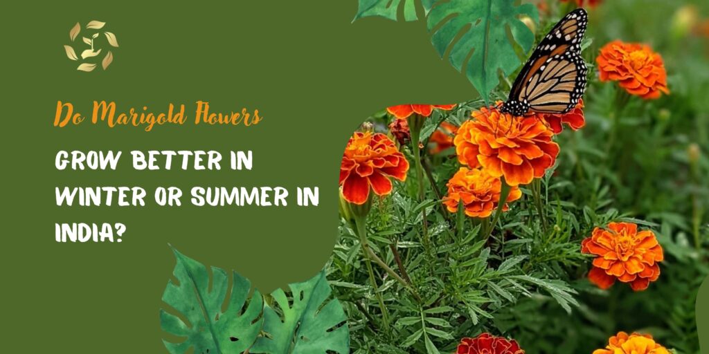 Do Marigold Flowers Grow Better in Winter or Summer in India?