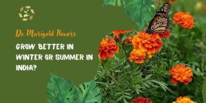 marigold flower season in india