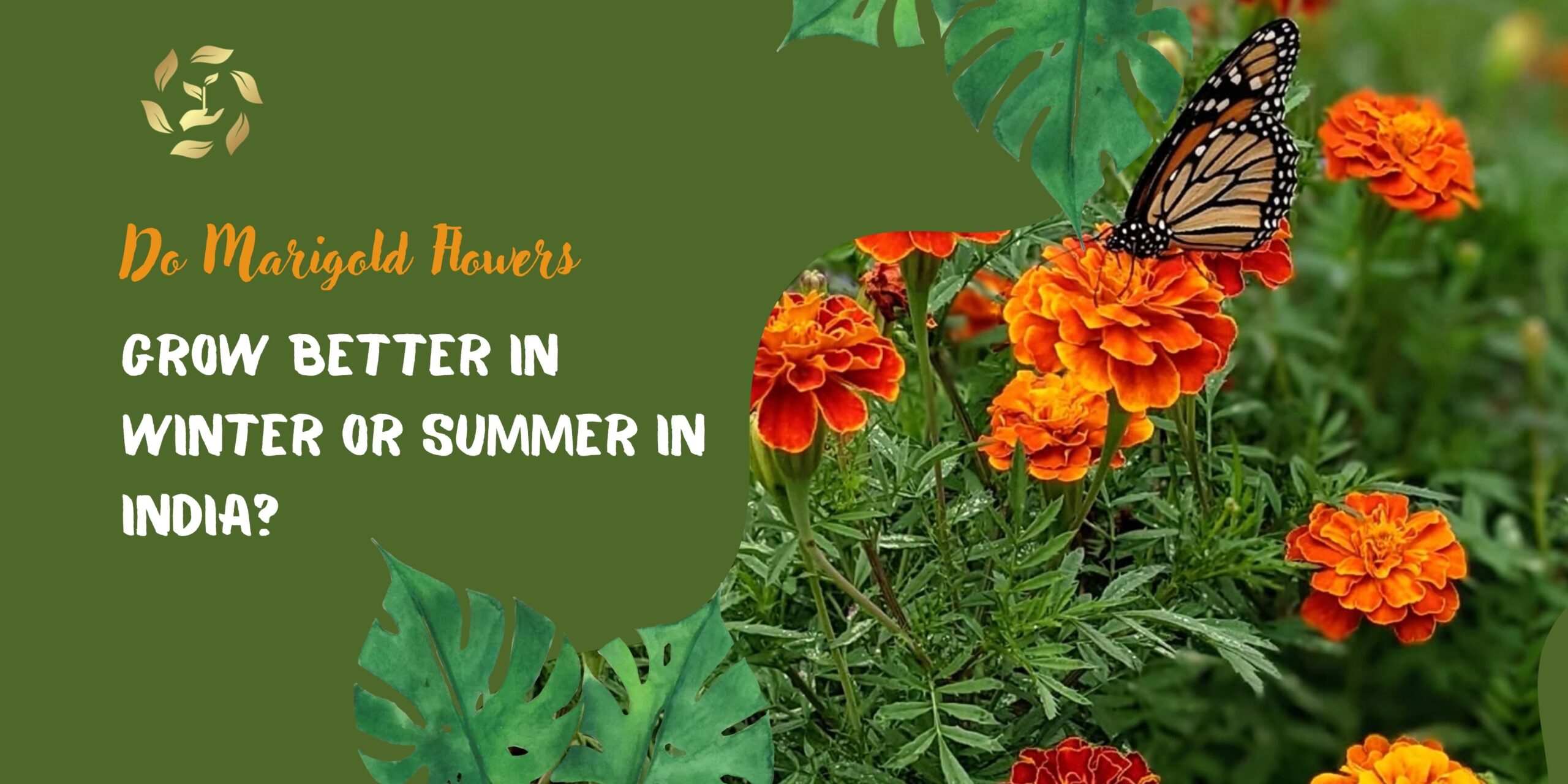 marigold flower season in india