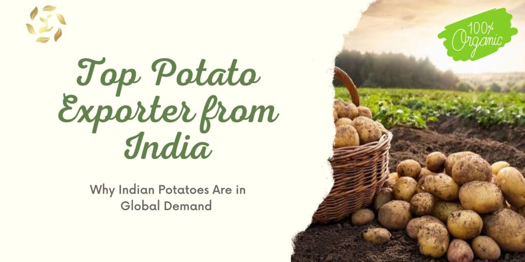 Top Potato Exporter from India: Why Indian Potatoes Are in Global Demand