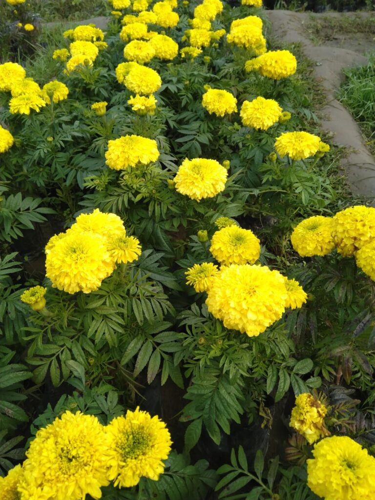 Marigold in Summer Season