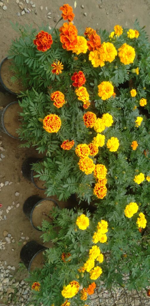 Tips for Growing Healthy Marigold Flowers
