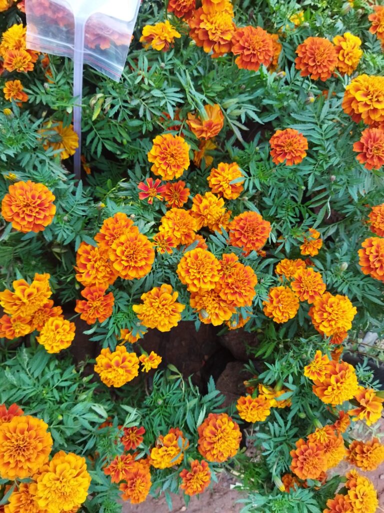 Marigold in Winter Season