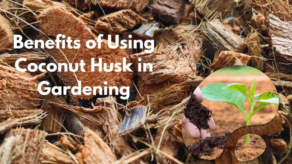 Benefits of Using Coconut Husk in Gardening