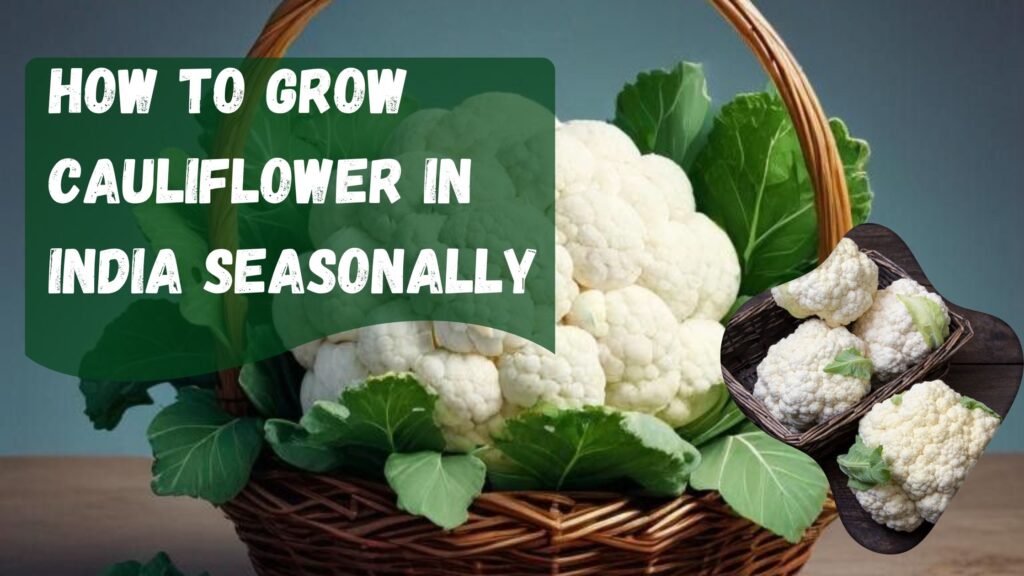 How to Grow Cauliflower in India Seasonally