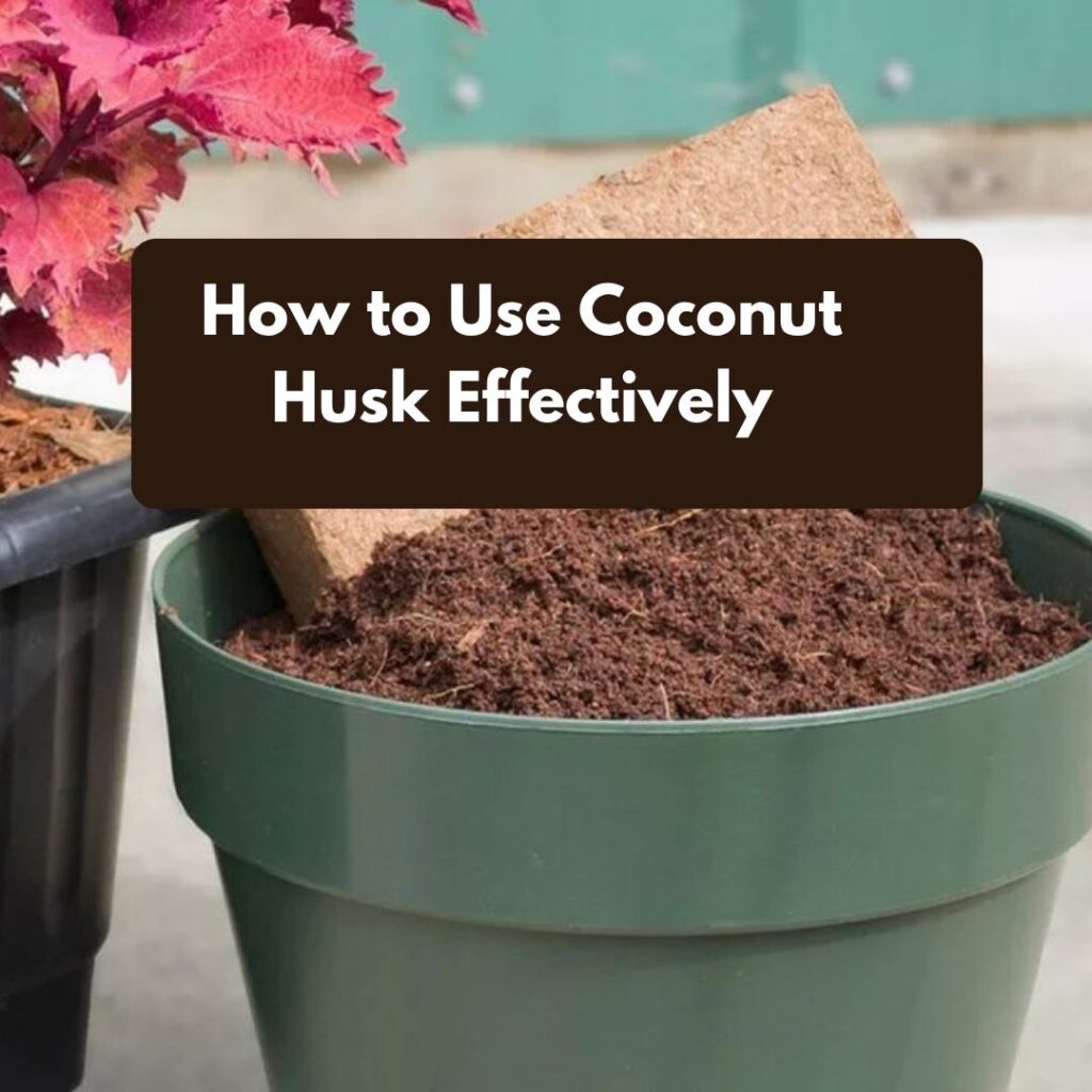 How to Use Coconut Husk Effectively