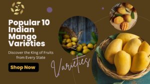 different types of mangoes in india