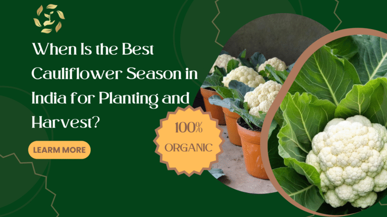 cauliflower season in india