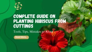 how to plant hibiscus from cuttings