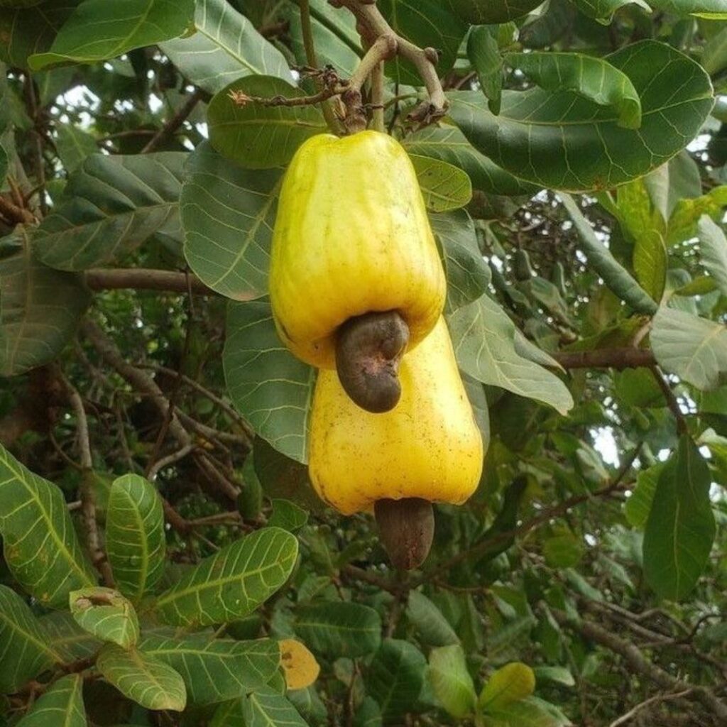 how to plant cashew tree   
