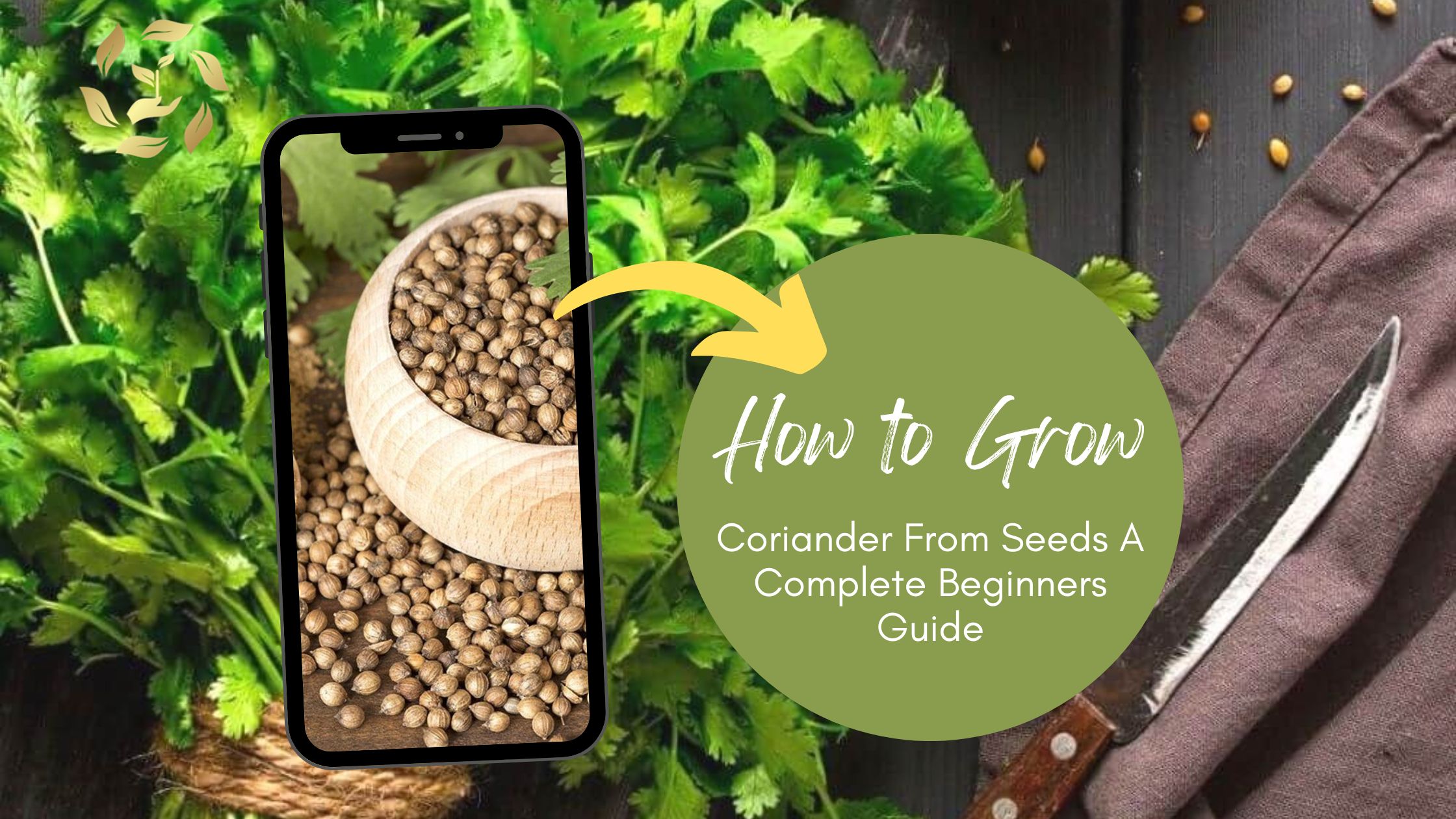 how to grow coriander from seeds