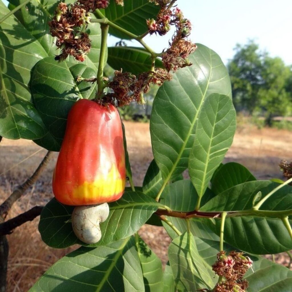how to grow cashew plant  
