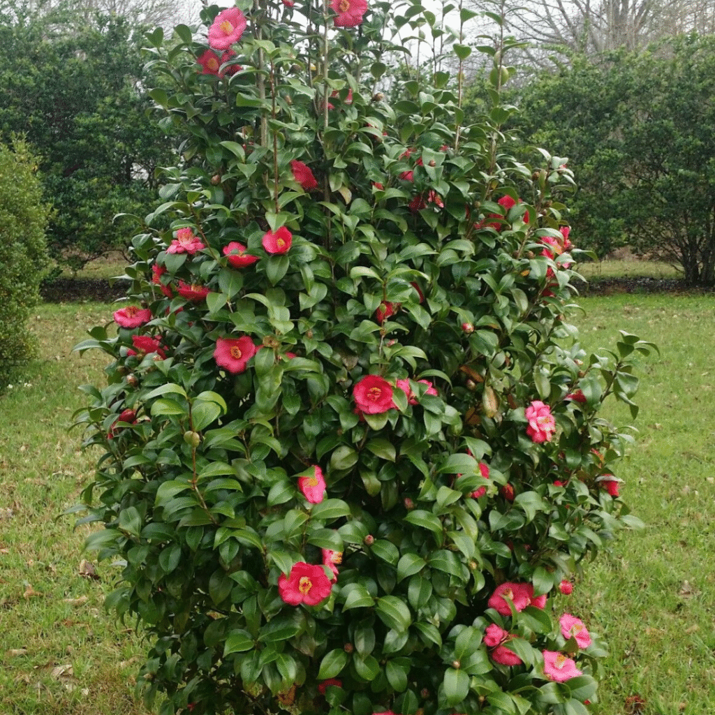 how to grow hibiscus plant from stem