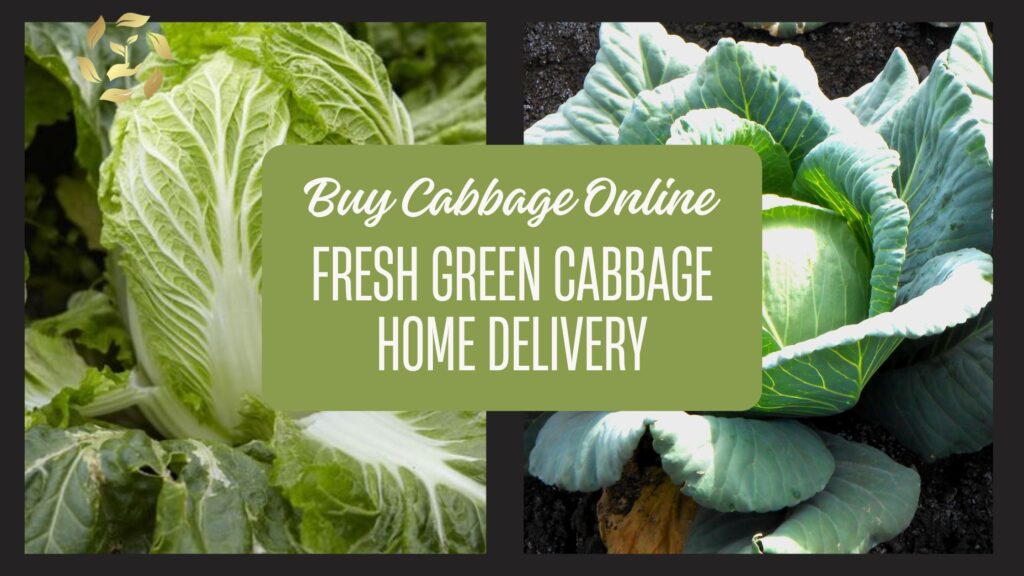 Buy Farm-Fresh Green Cabbage Online Home Delivery Available