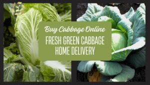 cabbage buy online