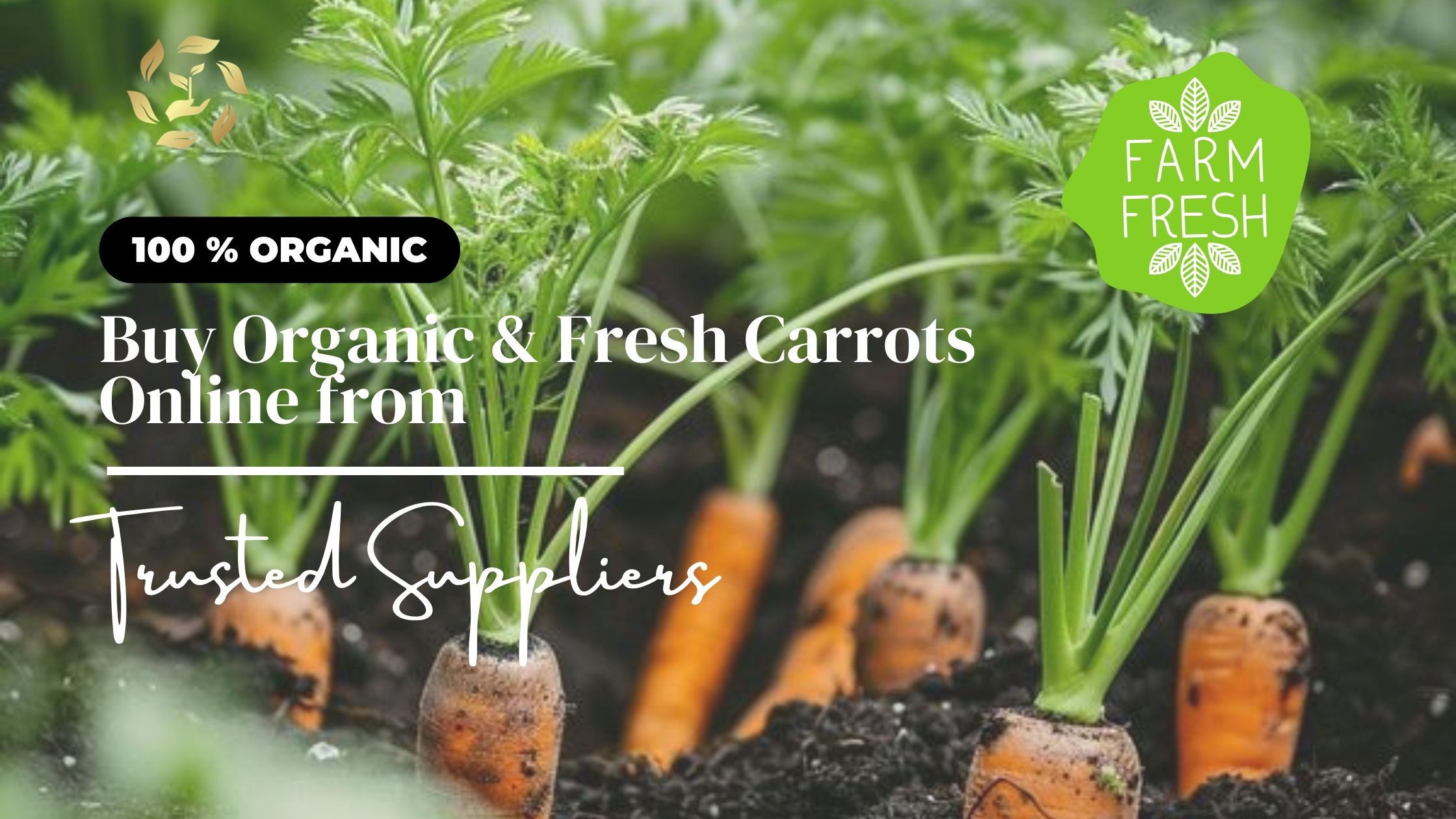 buy carrot online