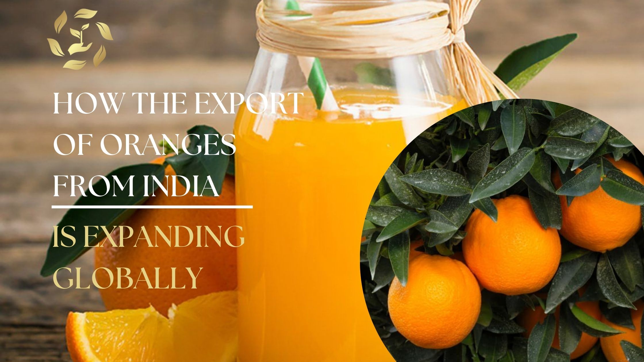 How the Export of Oranges from India Is Expanding Globally