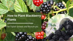 how to plant blackberry plants