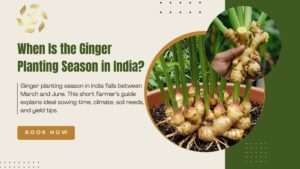 ginger planting season in india