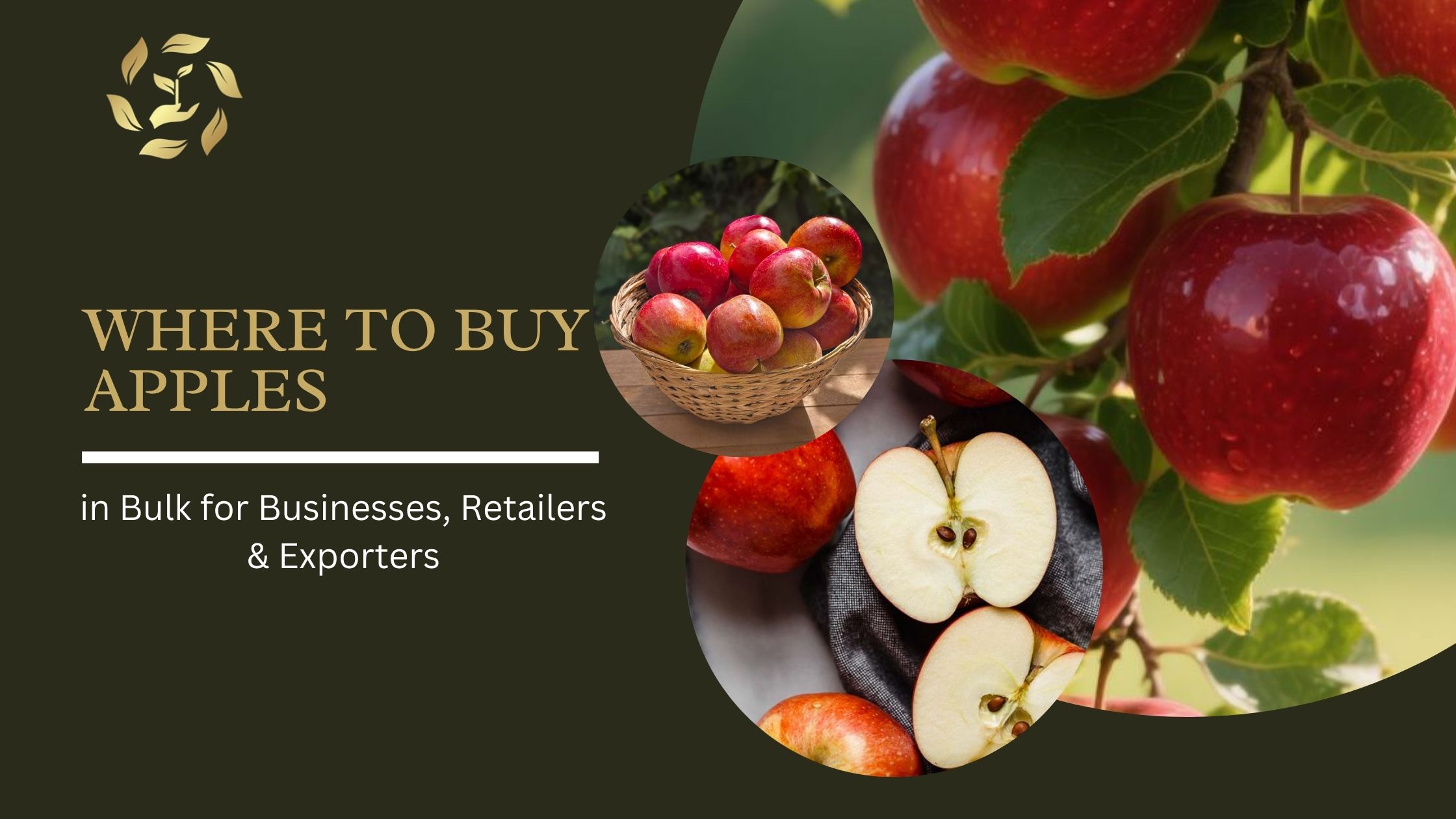 Where to Buy Apples in Bulk for Businesses, Retailers & Exporters
