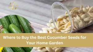 best cucumber seeds