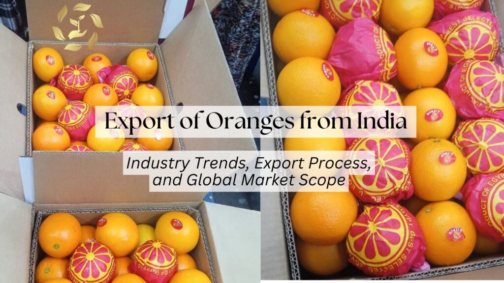 Export of Oranges from India: Industry Trends, Export Process, and Global Market Scope