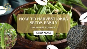 how to harvest okra seeds