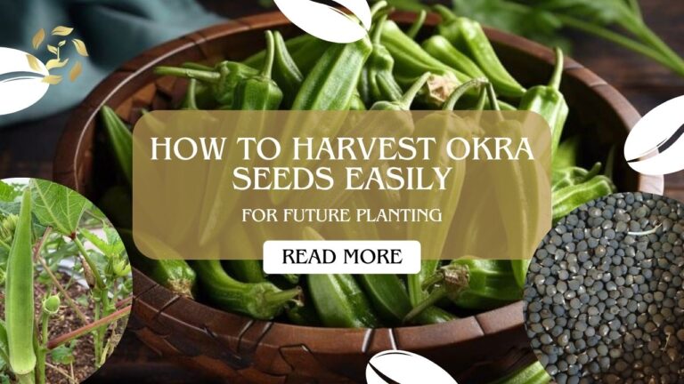 how to harvest okra seeds