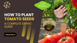 how to plant tomato seeds