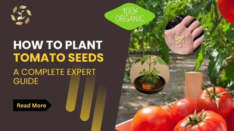 how to plant tomato seeds
