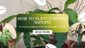 how to plant a mango sapling