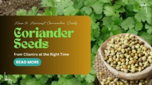 how to harvest coriander seeds from cilantro