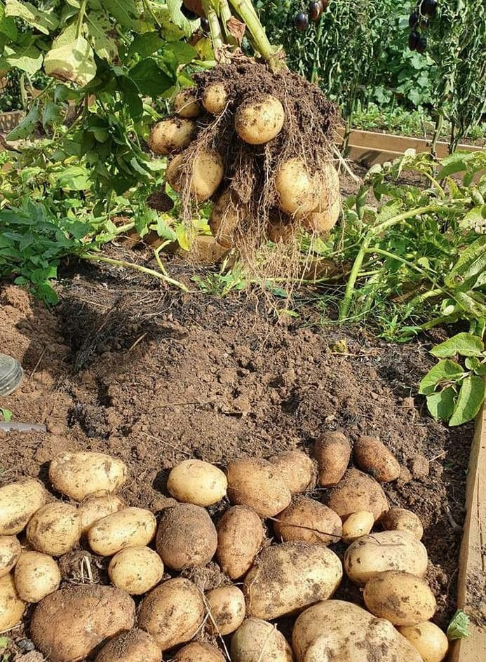 How to find buyers for potato export in Dubai