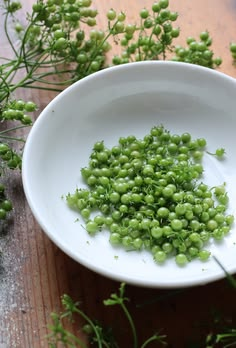 When and How to Collect Coriander Seeds from Cilantro