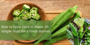 step by step grow okra