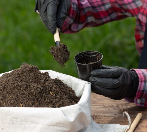 closeup-picture-gardener-s-hands-planting-plant (2)