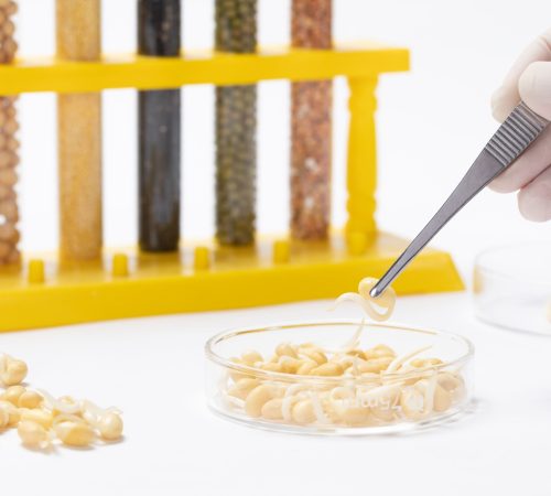 closeup-scientist-analyzing-peas-toxic-substances-with-tweezers-laboratory