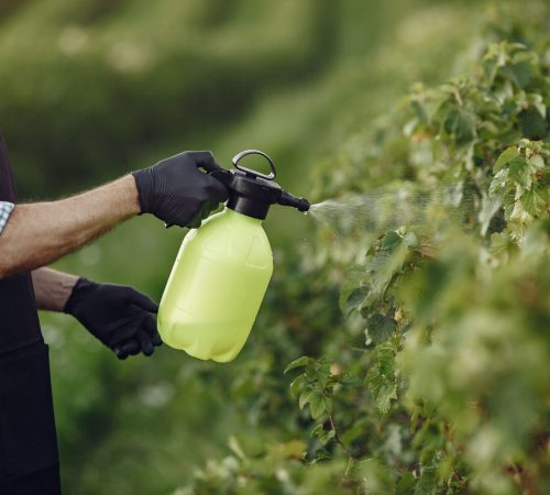 farmer-spraying-vegetables-garden-with-herbicides-man-black-apron (3)