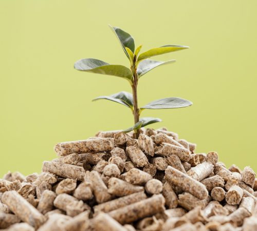 front-view-plant-growing-from-pellets