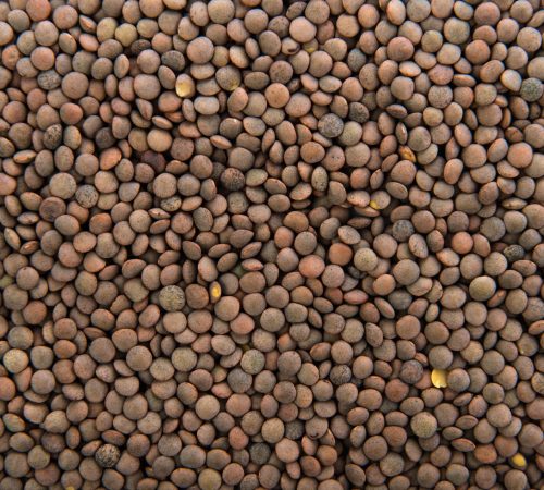 pardina-lentils