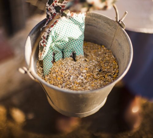 person-hand-holding-bucket-with-fodder
