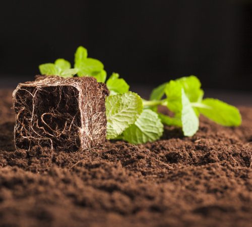 still-life-plant-soil