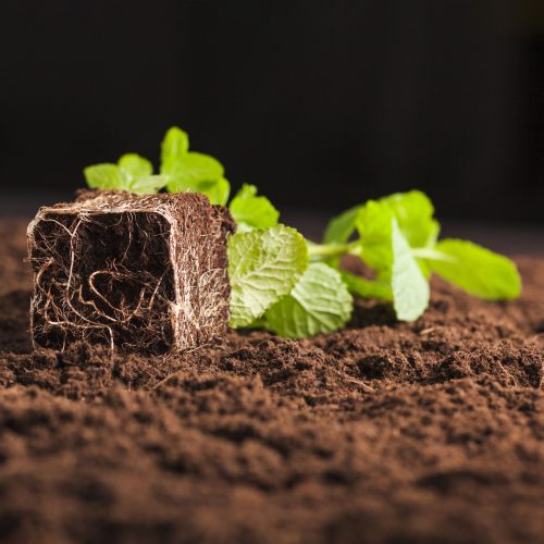 still-life-plant-soil