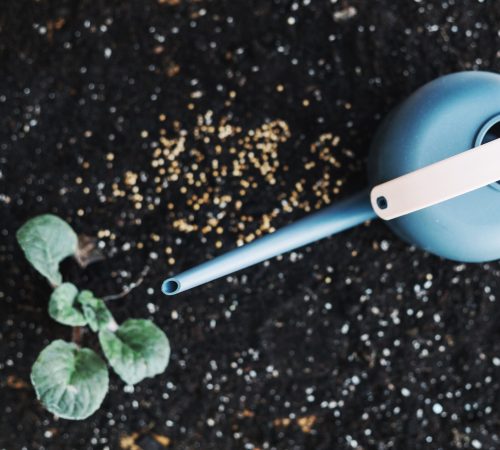 watering-pot-plant